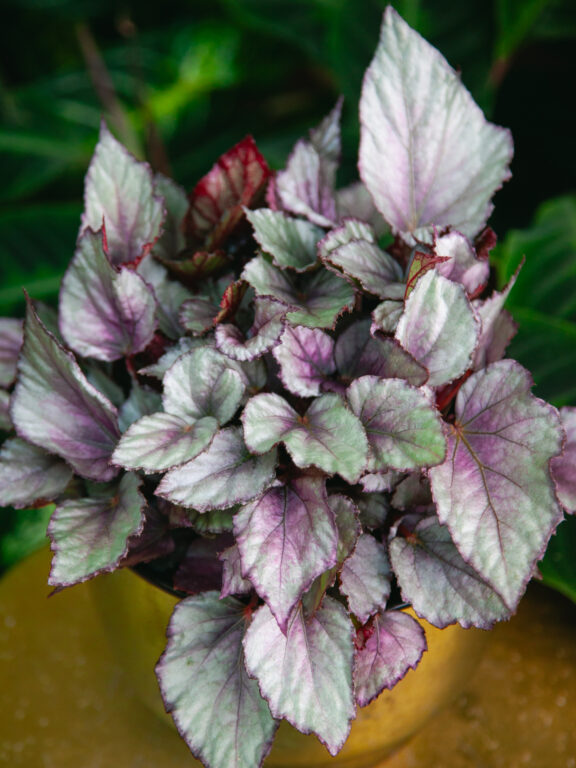 Zdjęcie rosliny doniczkowej Begonia Maori Haze, ujęcie 1