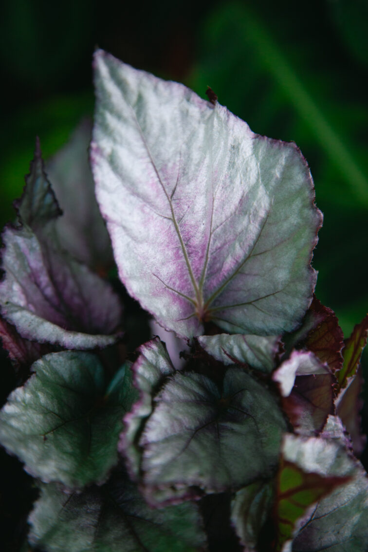 Zdjęcie rosliny doniczkowej Begonia Maori Haze, ujęcie 3