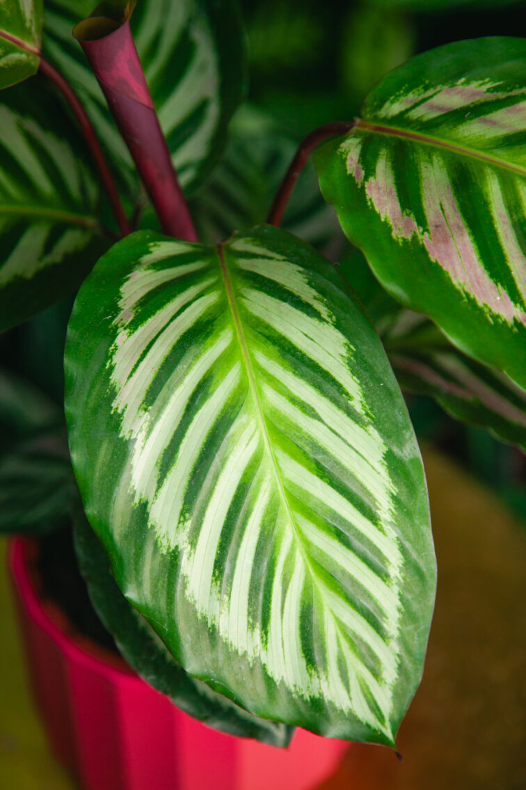 Zdjęcie rosliny doniczkowej Calathea Peacock, ujęcie 2