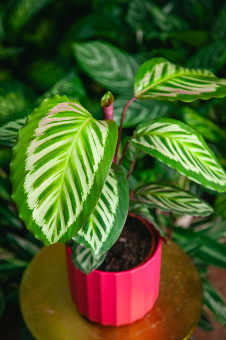 Zdjęcie rosliny doniczkowej Calathea Peacock, ujęcie 3