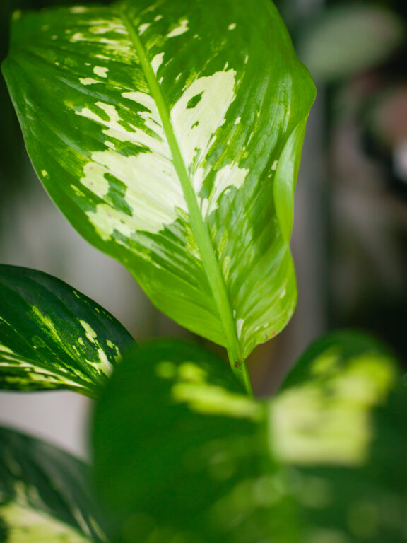 Zdjęcie rosliny doniczkowej Dieffenbachia Yellow Star, ujęcie 1