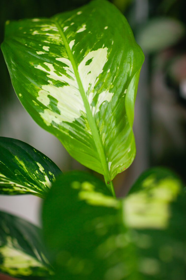 Zdjęcie rosliny doniczkowej Dieffenbachia Yellow Star, ujęcie 1