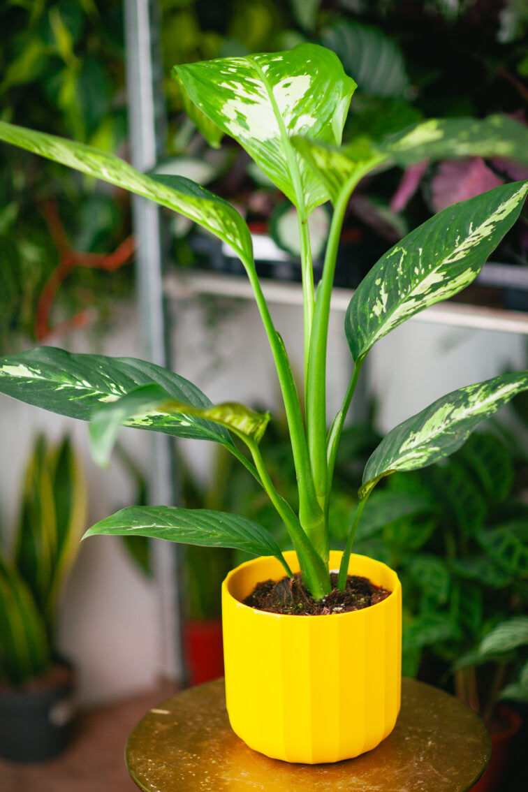 Zdjęcie rosliny doniczkowej Dieffenbachia Yellow Star, ujęcie 3