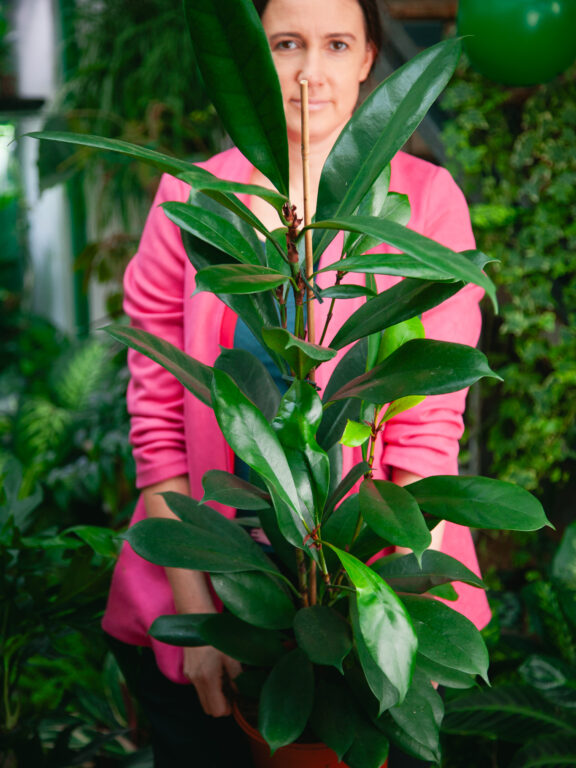 Zdjęcie rosliny doniczkowej Ficus Cyathistipula, ujęcie 1