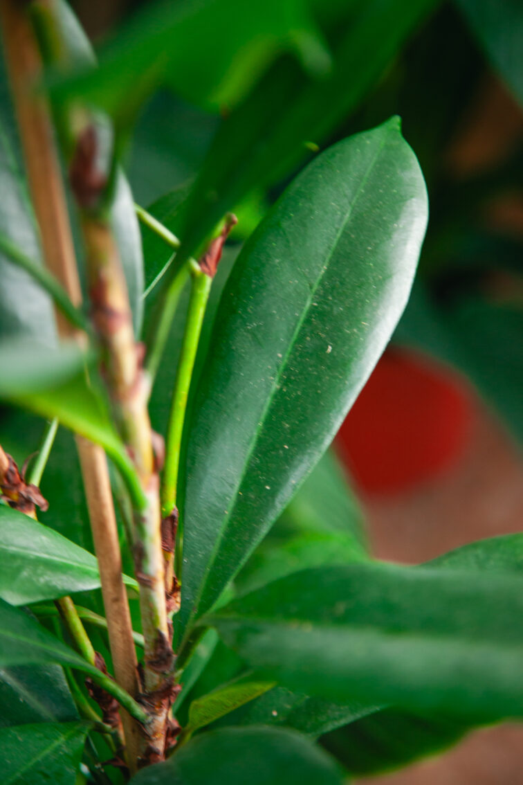 Zdjęcie rosliny doniczkowej Ficus Cyathistipula, ujęcie 2