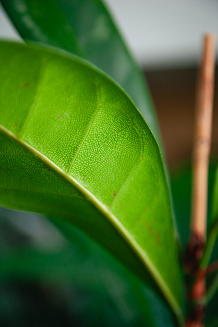 Zdjęcie rosliny doniczkowej Ficus Cyathistipula, ujęcie 3