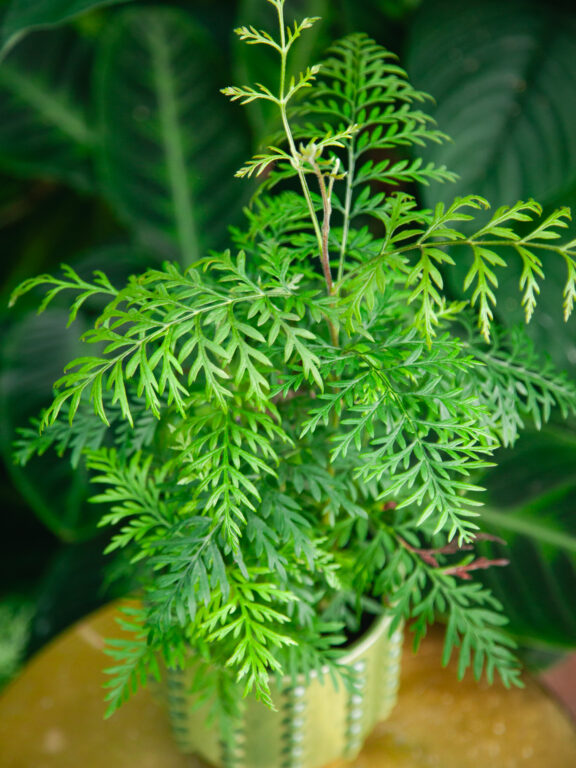 Zdjęcie rosliny doniczkowej Grevillea robusta Morelips, ujęcie 1