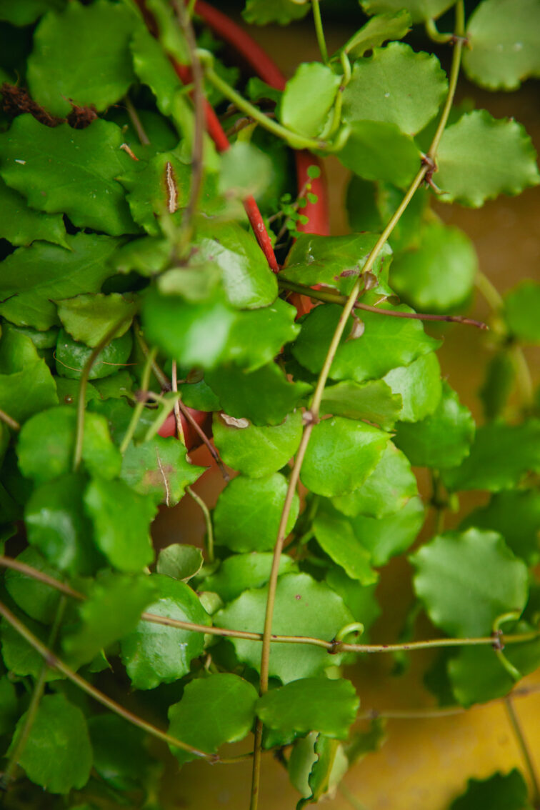 Zdjęcie rosliny doniczkowej Hoya Endauensis, ujęcie 2