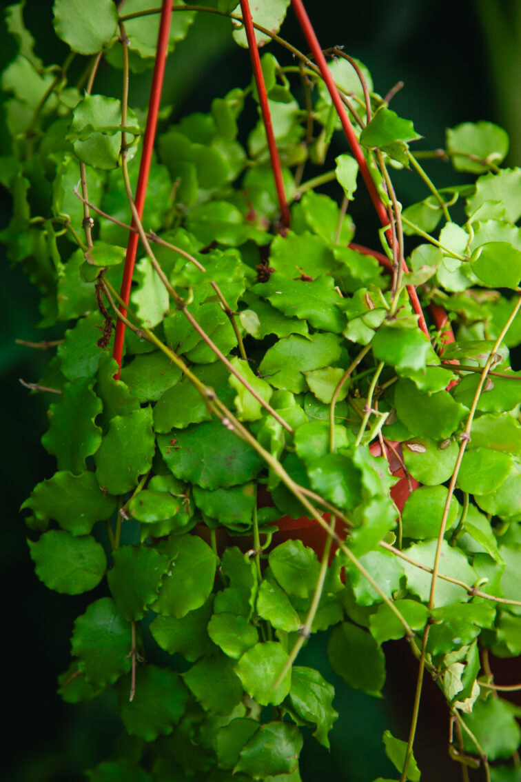 Zdjęcie rosliny doniczkowej Hoya Endauensis, ujęcie 3