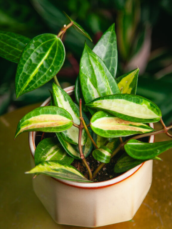 Zdjęcie rosliny doniczkowej Hoya latifolia Pot of Gold, ujęcie 1