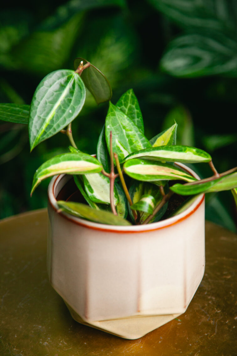 Zdjęcie rosliny doniczkowej Hoya latifolia Pot of Gold, ujęcie 3