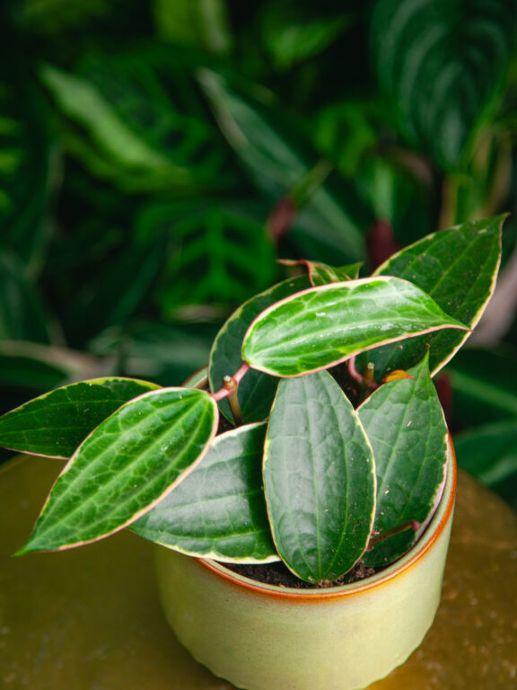 Zdjęcie rosliny doniczkowej Hoya macrophylla albomarginata, ujęcie 1