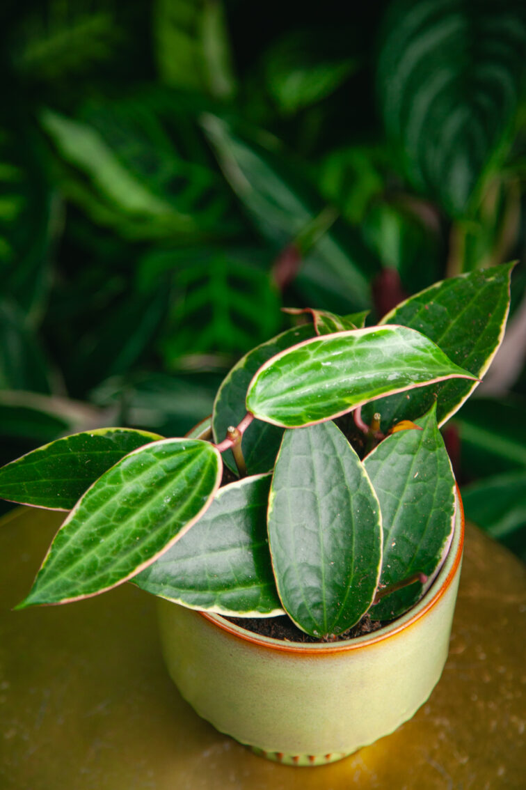 Zdjęcie rosliny doniczkowej Hoya macrophylla albomarginata, ujęcie 1