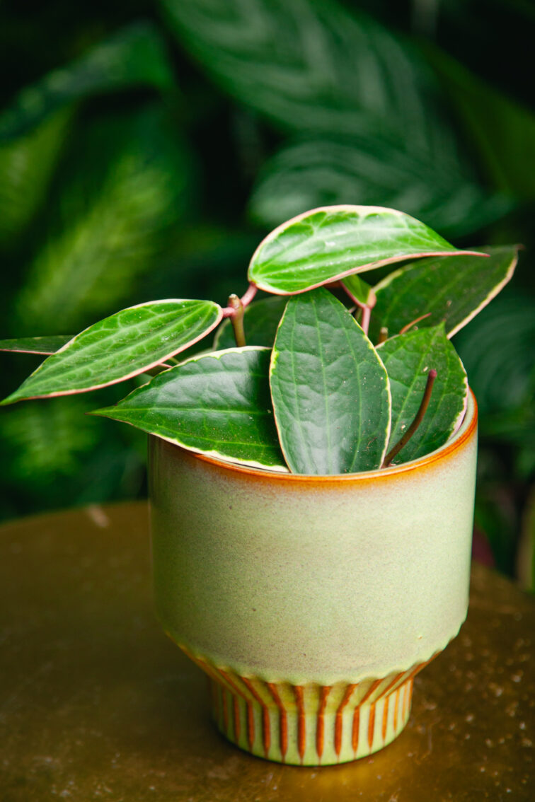 Zdjęcie rosliny doniczkowej Hoya macrophylla albomarginata, ujęcie 3