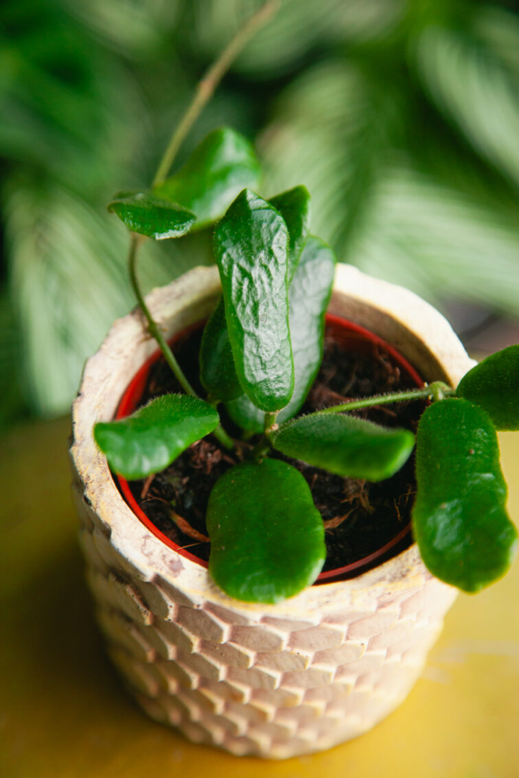 Zdjęcie rosliny doniczkowej Hoya rotundiflora, ujęcie 2