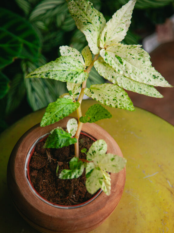 Zdjęcie rosliny doniczkowej Pellionia repens variegata, ujęcie 1