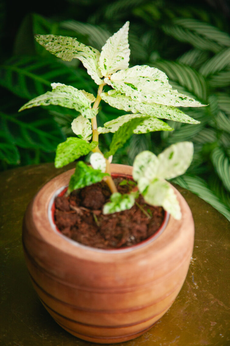 Zdjęcie rosliny doniczkowej Pellionia repens variegata, ujęcie 2