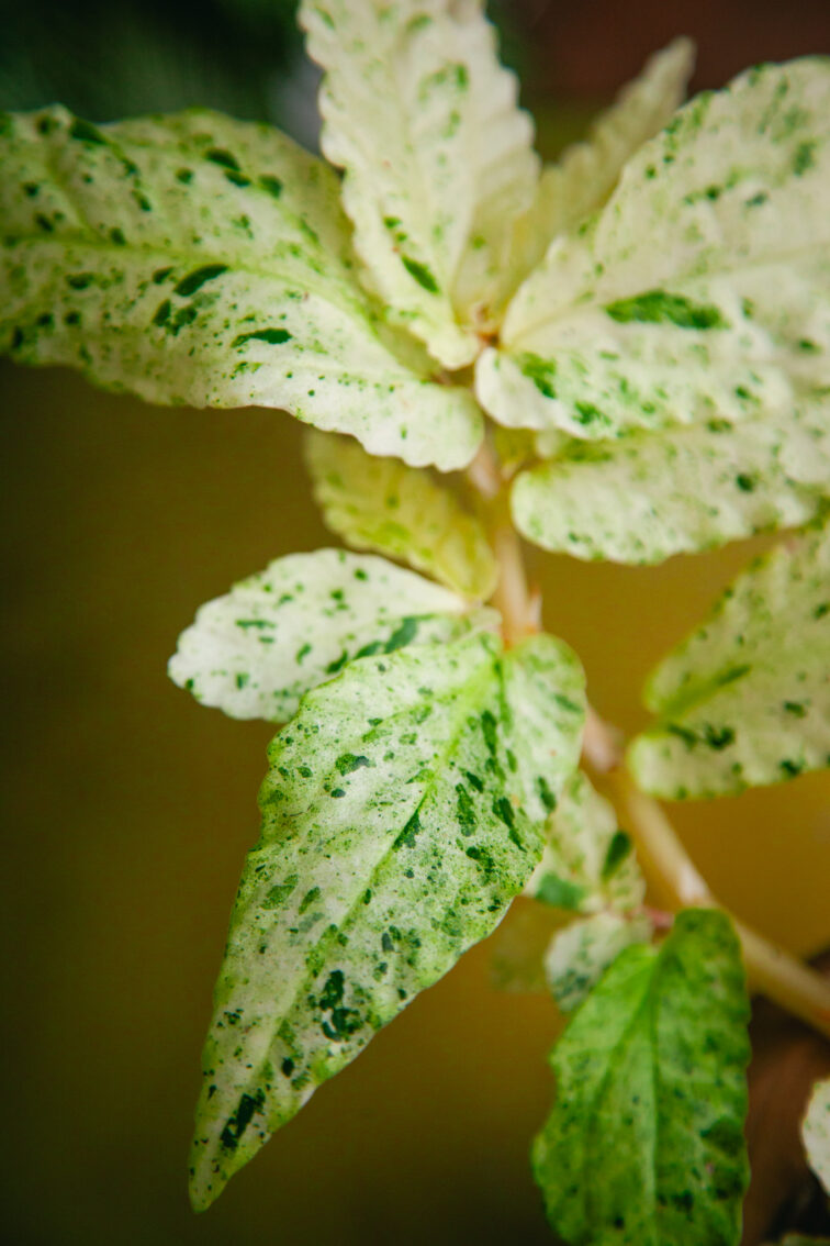 Zdjęcie rosliny doniczkowej Pellionia repens variegata, ujęcie 3