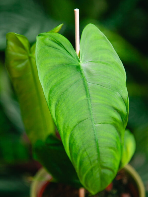 Zdjęcie rosliny doniczkowej Philodendron sharoniae, ujęcie 1