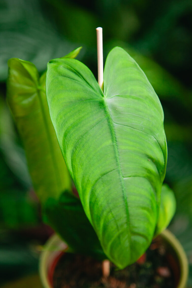 Zdjęcie rosliny doniczkowej Philodendron sharoniae, ujęcie 1