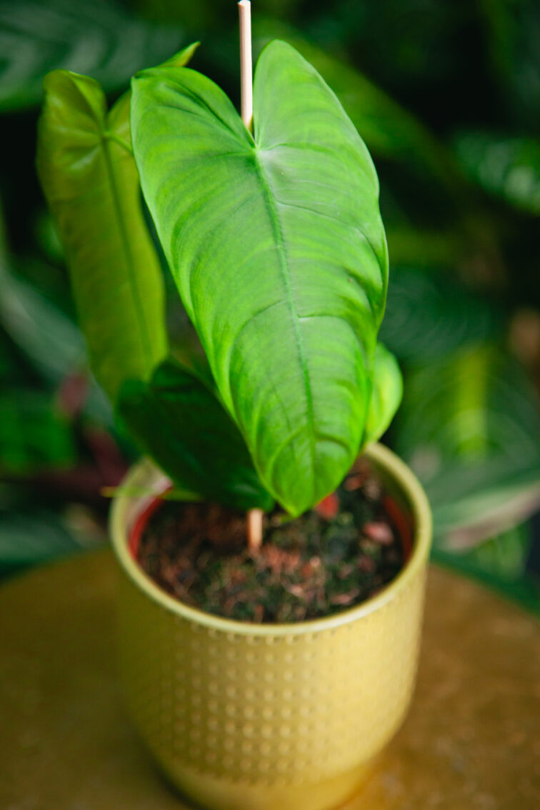 Zdjęcie rosliny doniczkowej Philodendron sharoniae, ujęcie 2