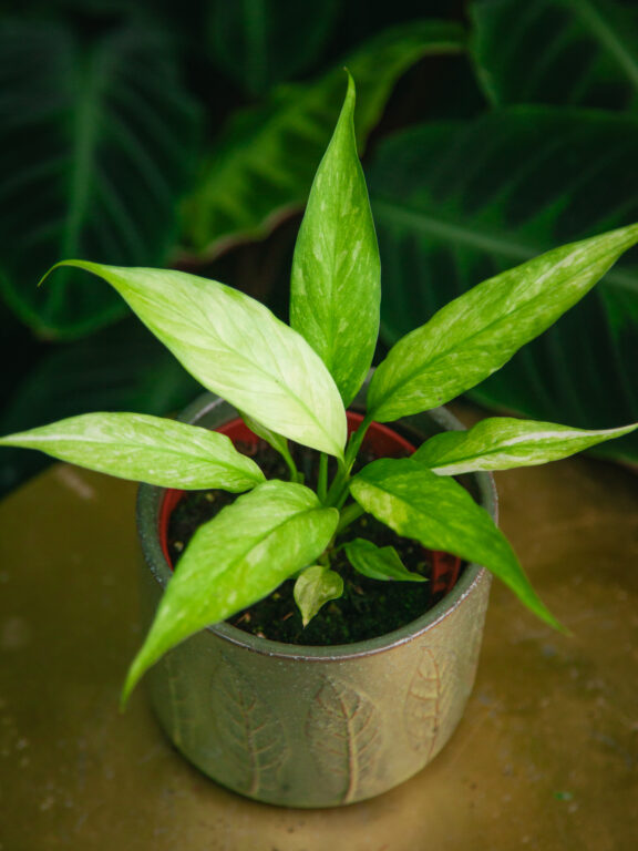 Zdjęcie rosliny doniczkowej Spathiphyllum Aurea, ujęcie 1