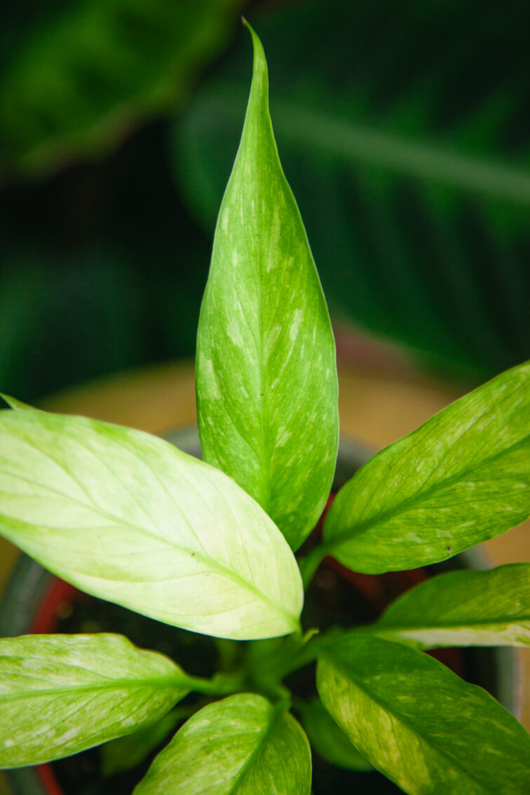 Zdjęcie rosliny doniczkowej Spathiphyllum Aurea, ujęcie 2