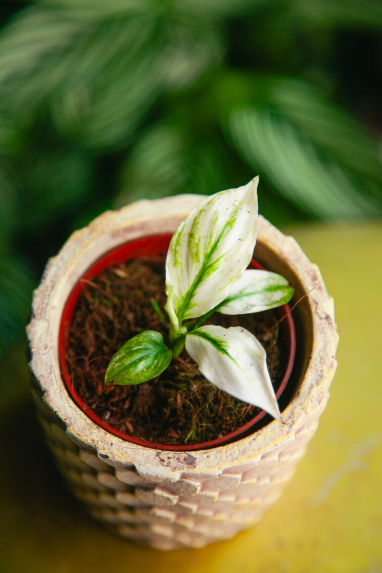 Zdjęcie rosliny doniczkowej Spathiphyllum Sensation variegata, ujęcie 1