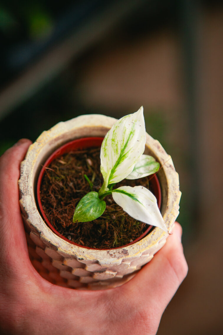 Zdjęcie rosliny doniczkowej Spathiphyllum Sensation variegata, ujęcie 2