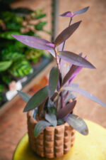 Zdjęcie rosliny doniczkowej Tradescantia Purple Heart (Trzykrotka), ujęcie 1