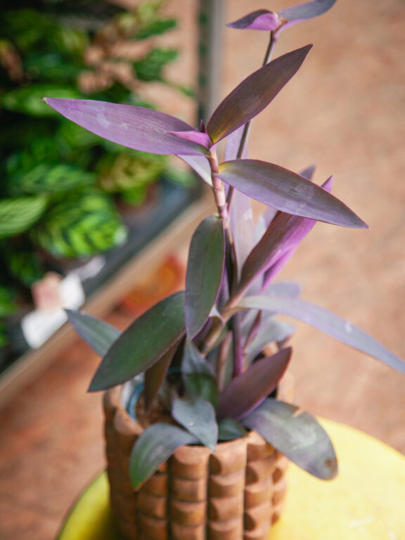 Zdjęcie rosliny doniczkowej Tradescantia Purple Heart (Trzykrotka), ujęcie 1