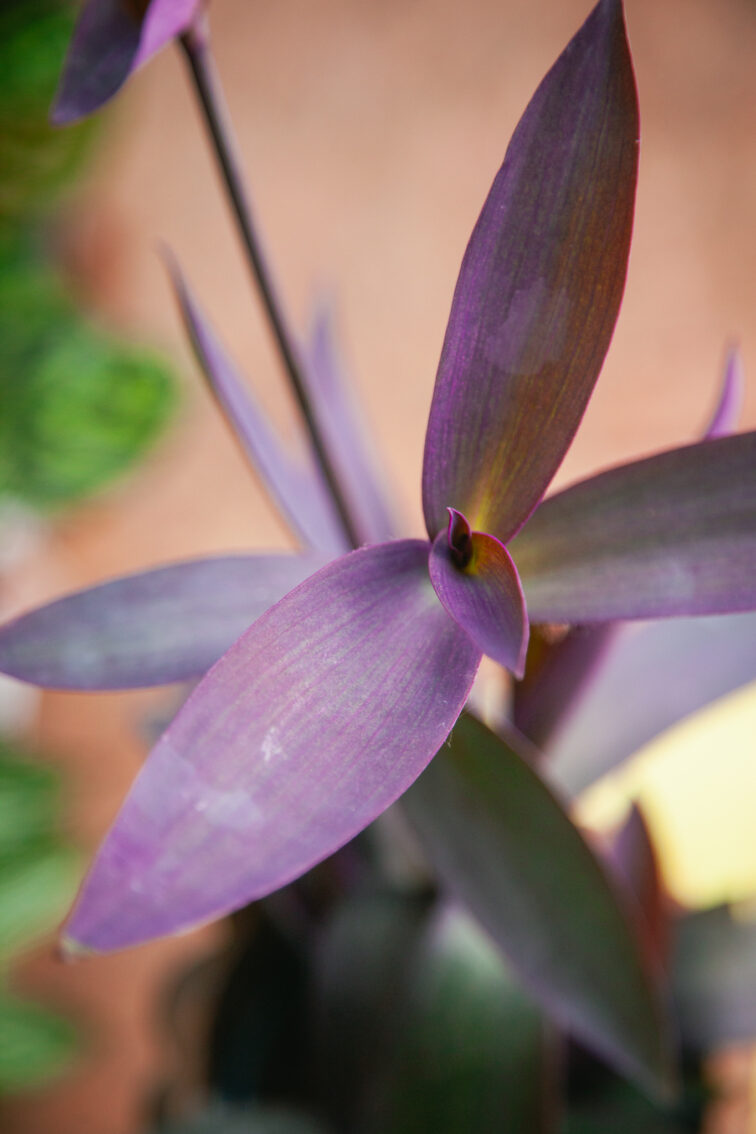 Zdjęcie rosliny doniczkowej Tradescantia Purple Heart (Trzykrotka), ujęcie 2