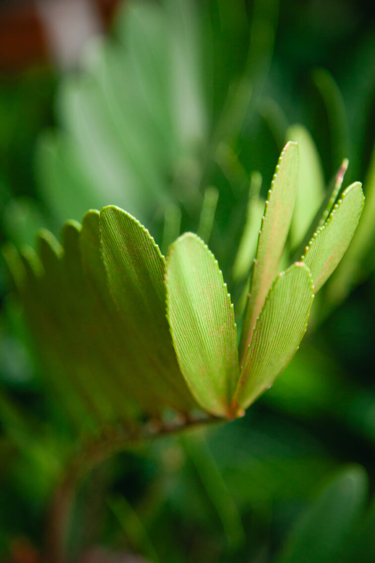 Zdjęcie rosliny doniczkowej zamia-furfuracea (Sagowiec jamajski), ujęcie 3