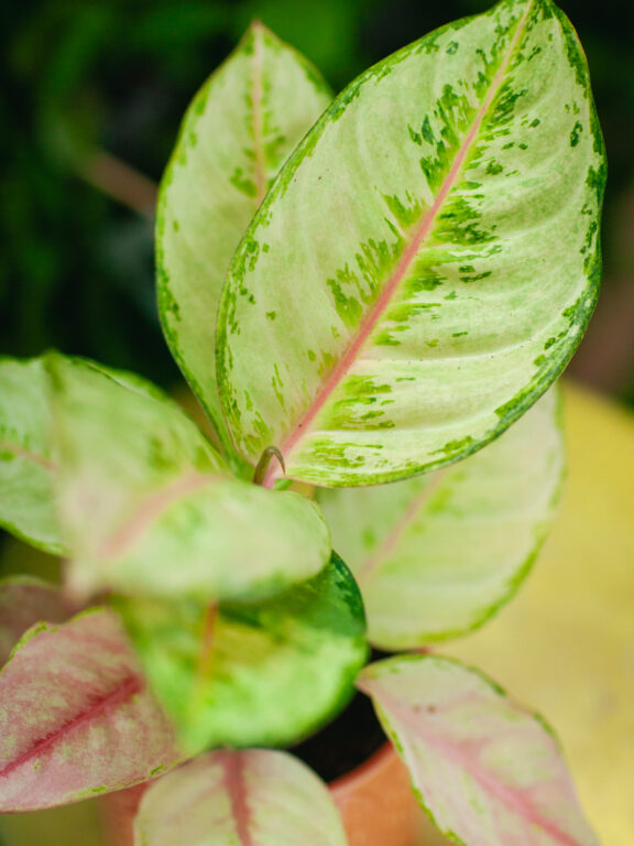 Zdjęcie rosliny doniczkowej Aglaonema Corn Silk, ujęcie 1