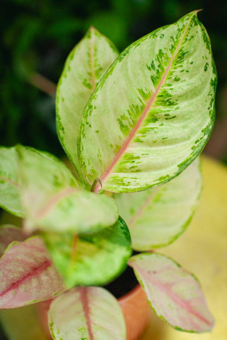 Zdjęcie rosliny doniczkowej Aglaonema Corn Silk, ujęcie 1