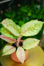 Zdjęcie rosliny doniczkowej Aglaonema Corn Silk, ujęcie 2