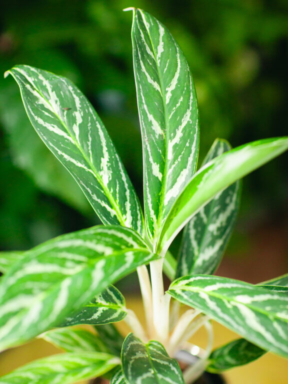 Zdjęcie rosliny doniczkowej Aglaonema Ivy Green, ujęcie 1