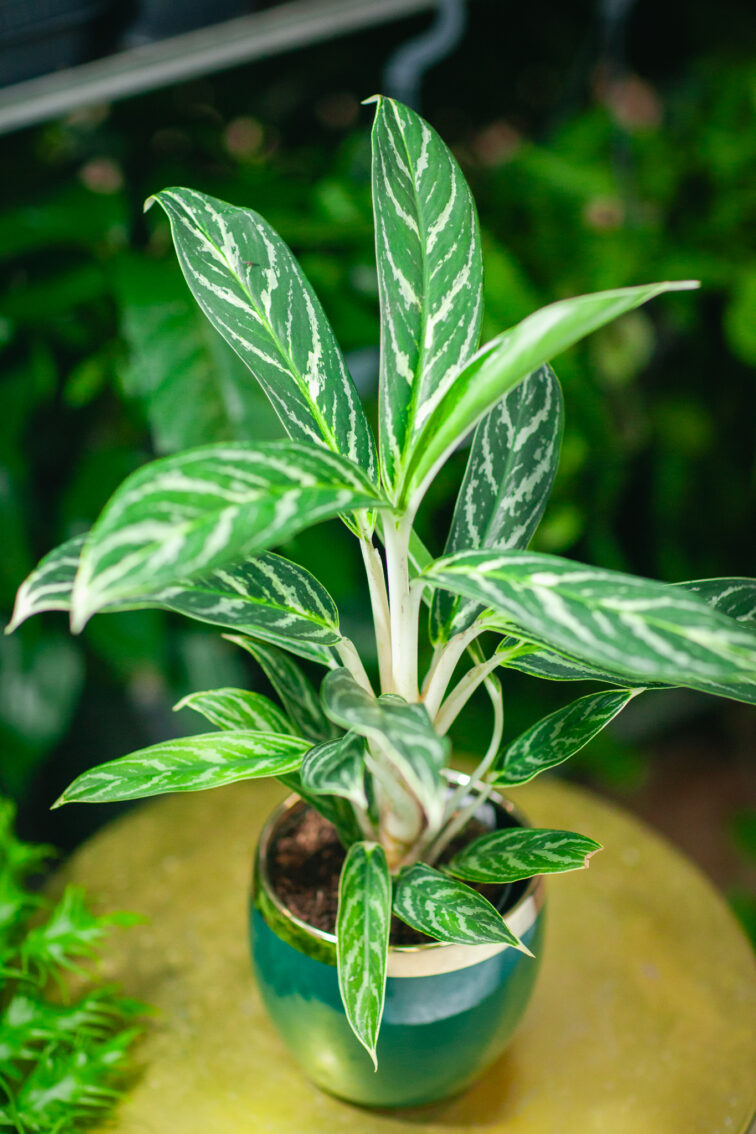 Zdjęcie rosliny doniczkowej Aglaonema Ivy Green, ujęcie 2