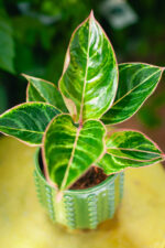 Zdjęcie rosliny doniczkowej Aglaonema Zebrina Pink, ujęcie 1