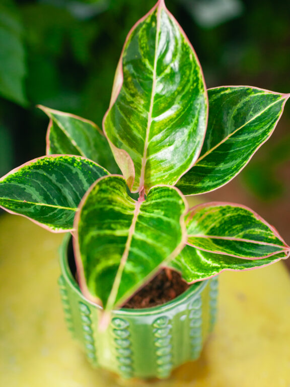 Zdjęcie rosliny doniczkowej Aglaonema Zebrina Pink, ujęcie 1