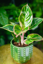 Zdjęcie rosliny doniczkowej Aglaonema Zebrina Pink, ujęcie 2