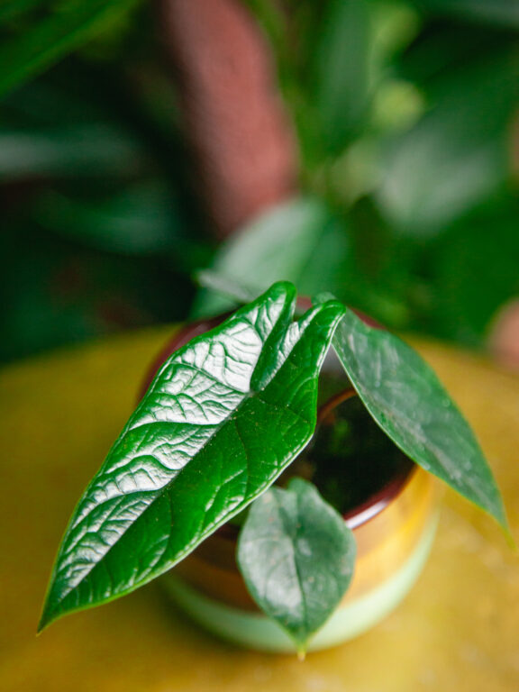 Zdjęcie rosliny doniczkowej Alocasia Scalprum, ujęcie 1