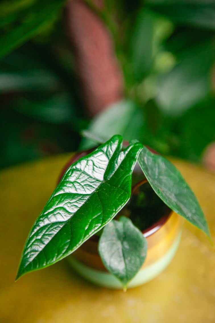 Zdjęcie rosliny doniczkowej Alocasia Scalprum, ujęcie 1