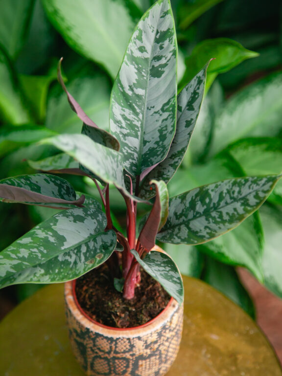 Zdjęcie rosliny doniczkowej Apoballis acuminatissima (Homalomena Red Sword), ujęcie 1