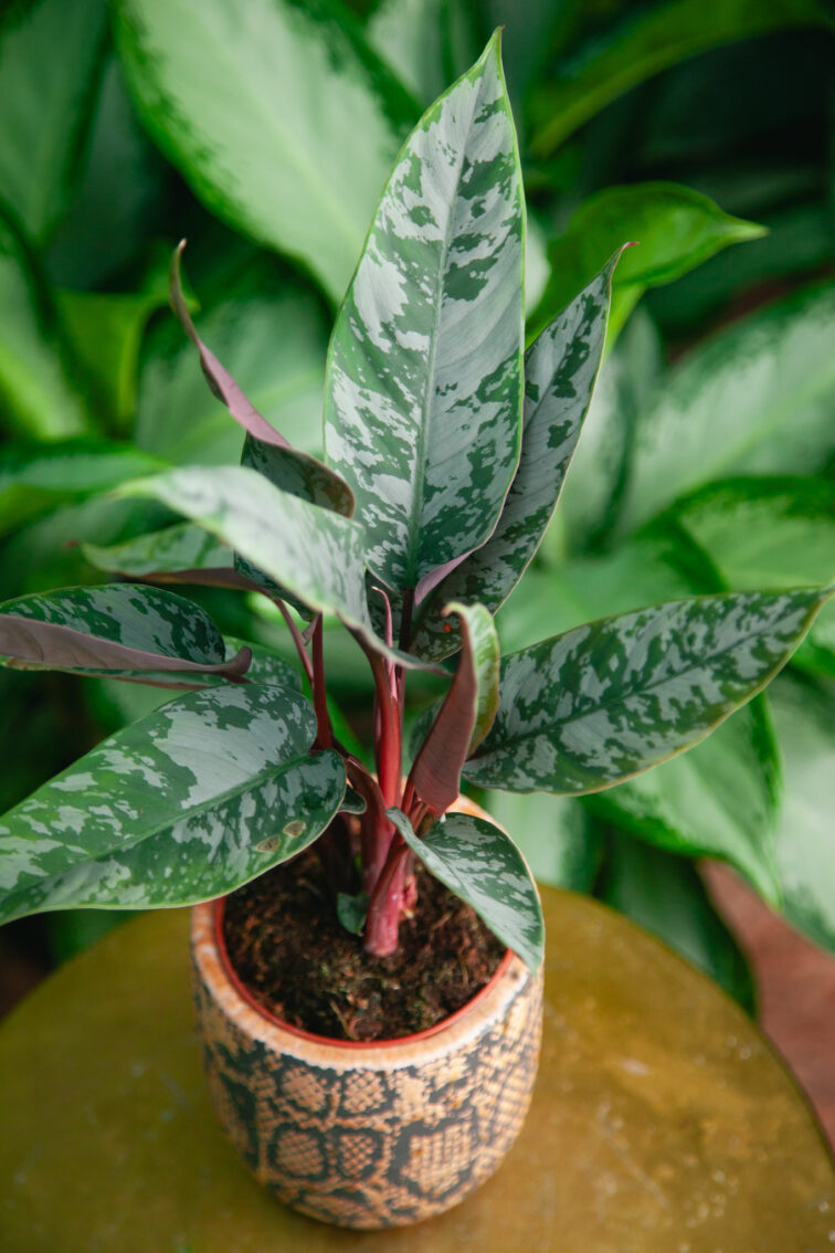 Zdjęcie rosliny doniczkowej Apoballis acuminatissima (Homalomena Red Sword), ujęcie 1