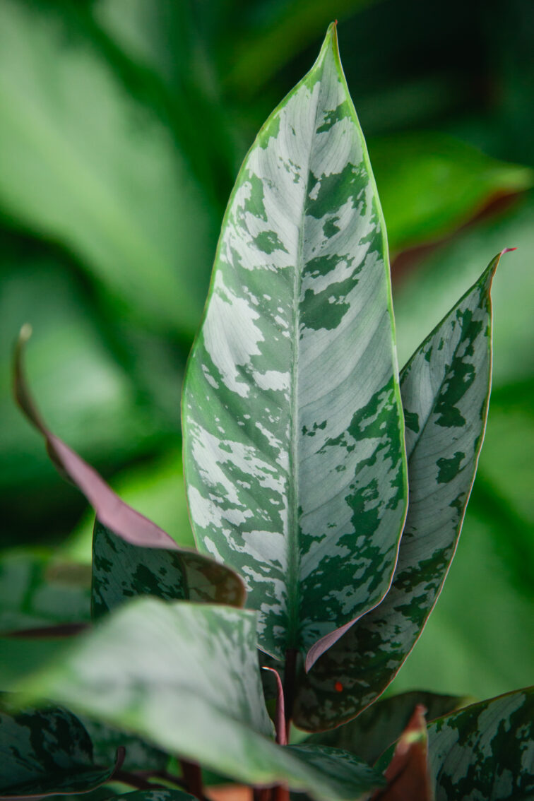 Zdjęcie rosliny doniczkowej Apoballis acuminatissima (Homalomena Red Sword), ujęcie 2