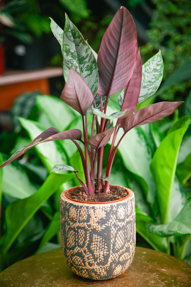 Zdjęcie rosliny doniczkowej Apoballis acuminatissima (Homalomena Red Sword), ujęcie 3