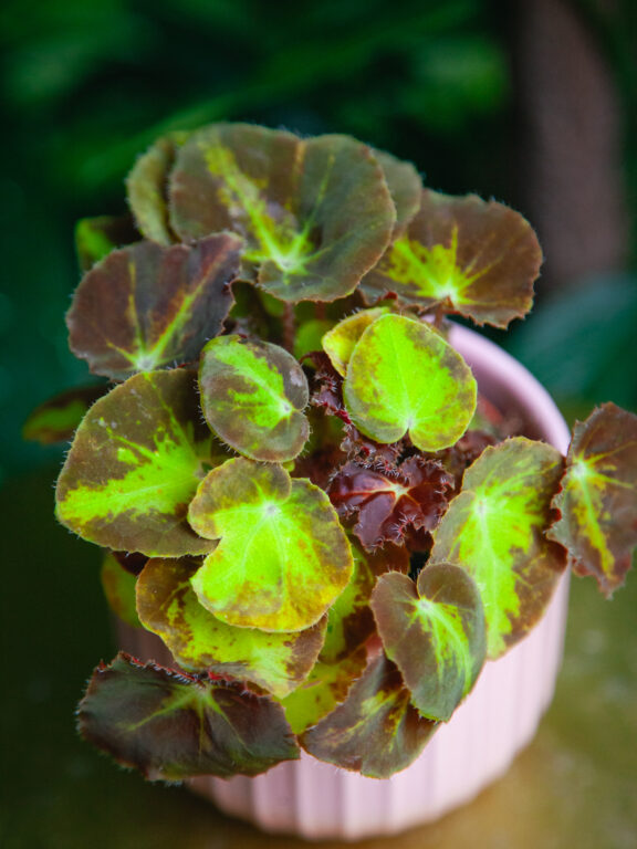 Zdjęcie rosliny doniczkowej Begonia Magic Colours Montuno, ujęcie 1