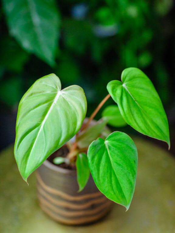 Zdjęcie rosliny doniczkowej Philodendron Mc Dowell, ujęcie 1