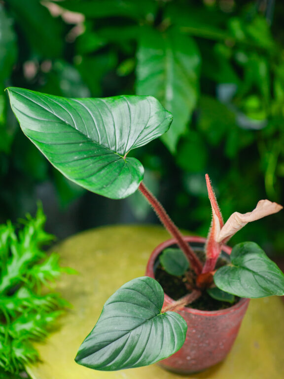 Zdjęcie rosliny doniczkowej Philodendron squamiferum serpens, ujęcie 1